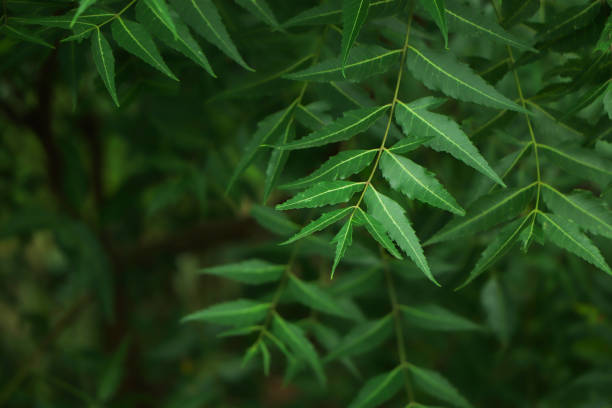 New top leaf of neem plant