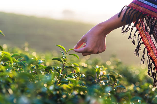Beautiful asian woman harvest tea leaves in tea field in the morning.